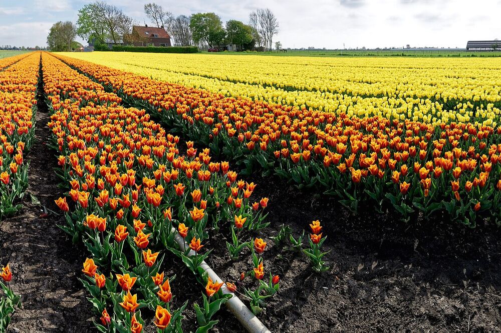 Hallo wereld!