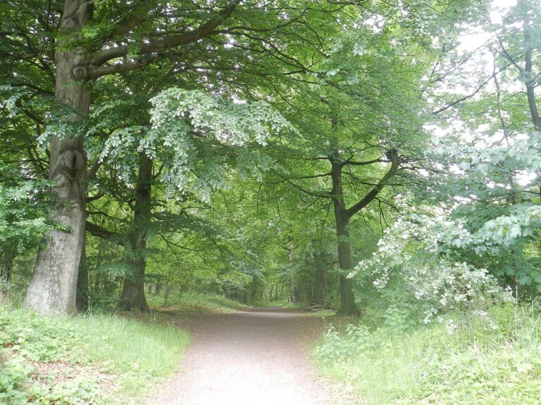 Bokketocht — natuur in Heerhugowaard